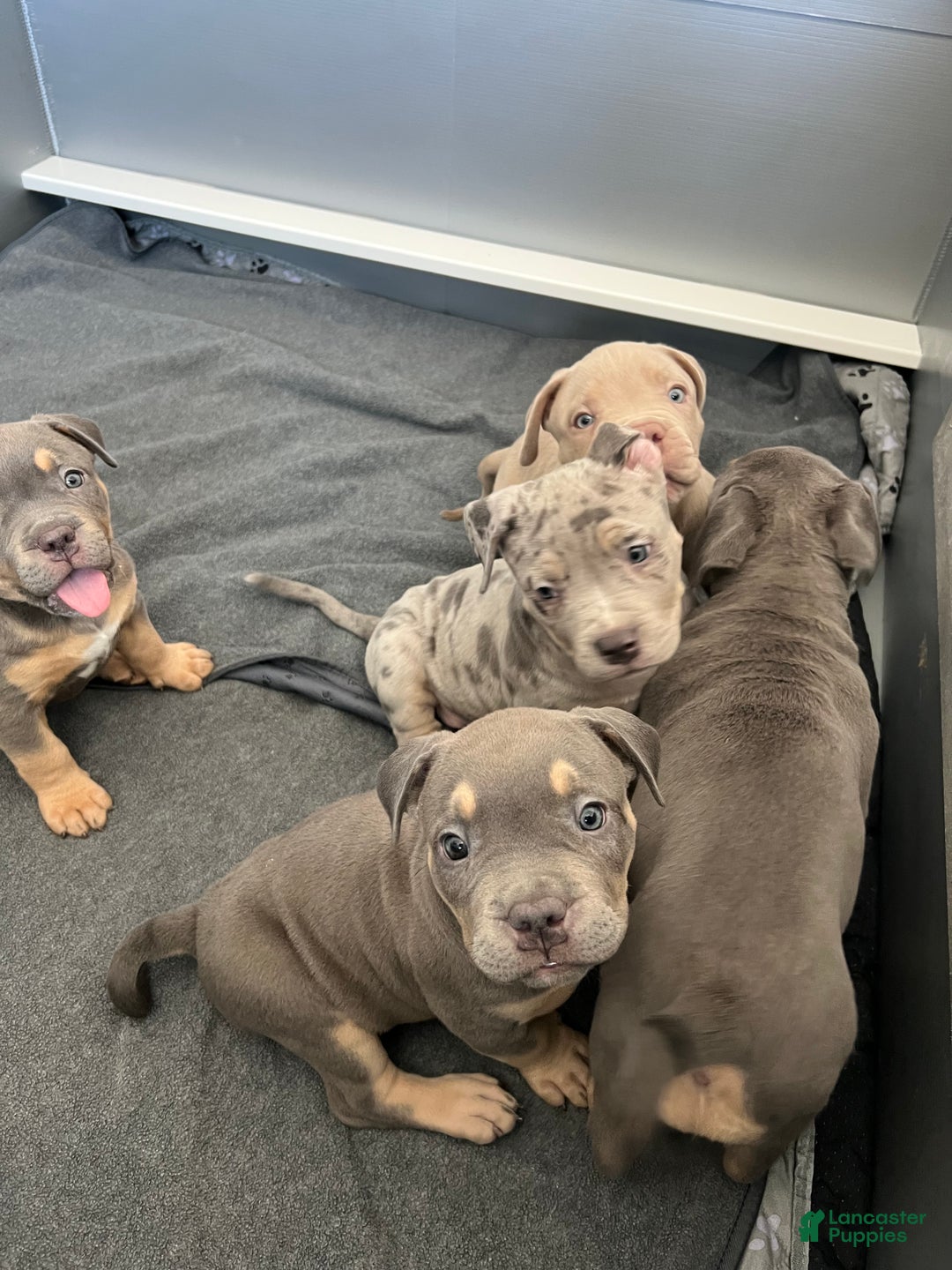 American Bully dogs for sale: Louis - Ad 20