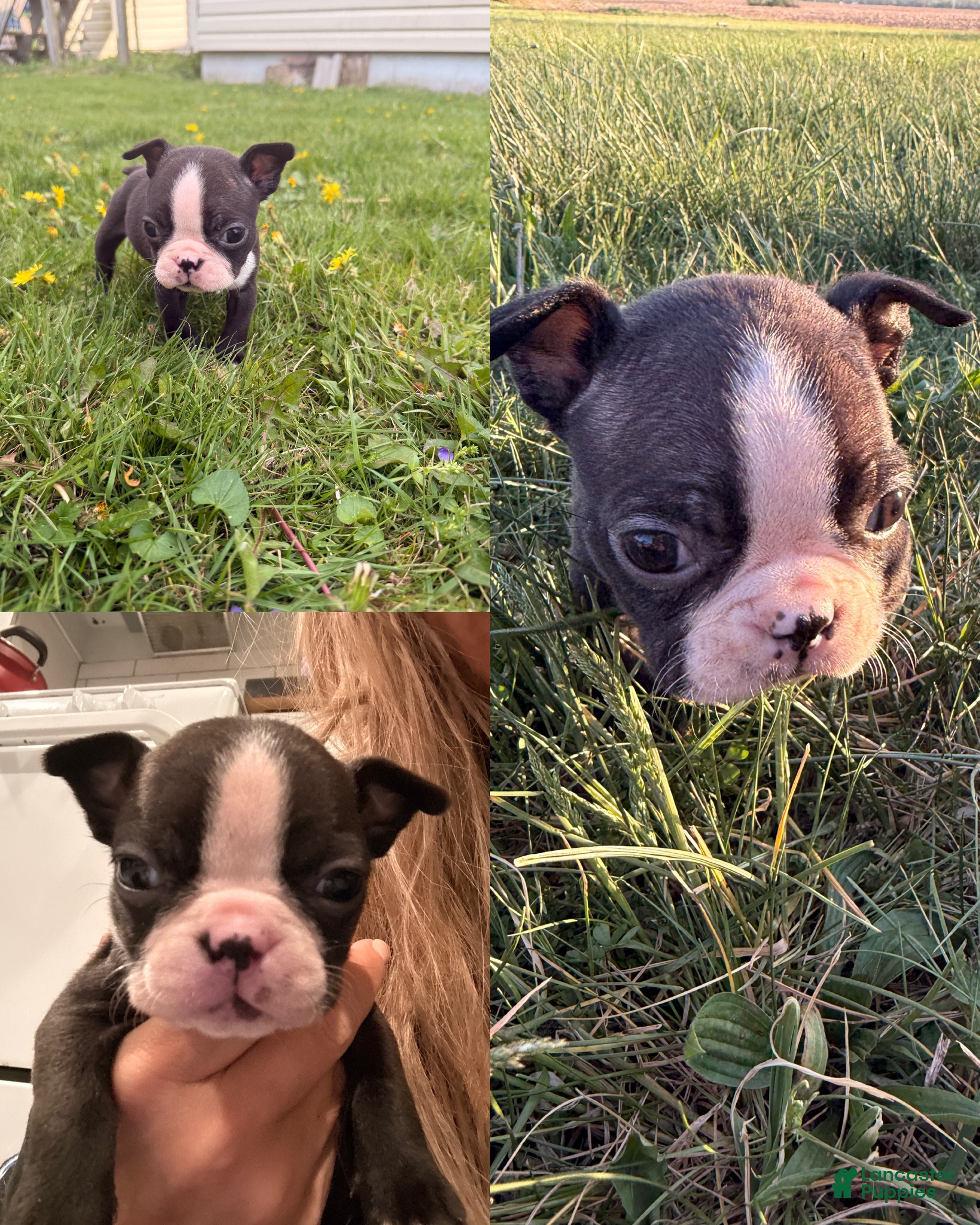 Mixed Breed dogs Female - Ad 2