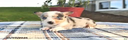 Welsh Corgi Pembroke dogs for sale: Cider - Ad 4