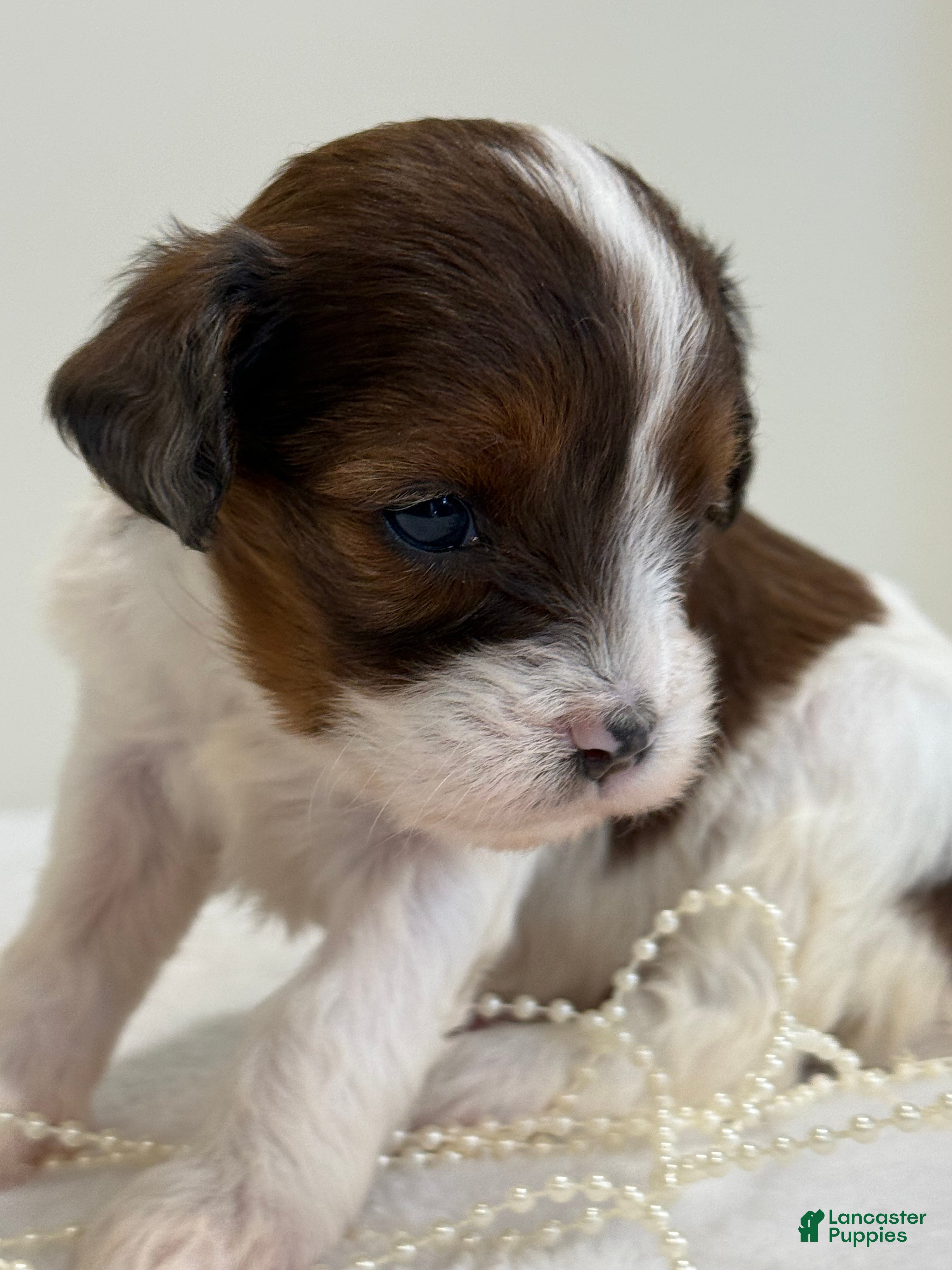 Cavapoo dogs Muffin Cavapoo  - Ad 2