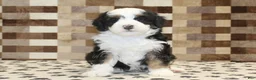 Mini Bernedoodle dogs for sale: Larry - Ad 3