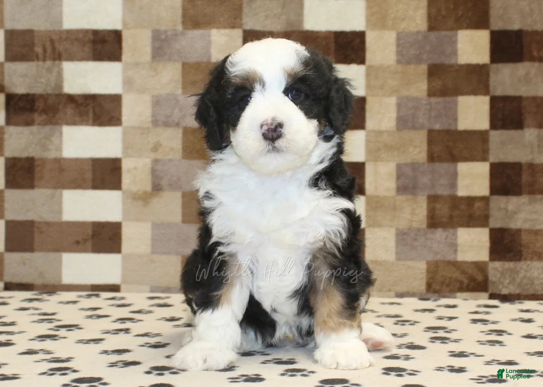 Mini Bernedoodle dogs for sale: Larry - Ad 3