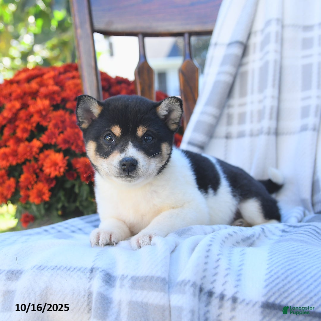 Shiba Inu dogs for sale: Tulip - Ad 7
