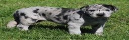 Great Dane dogs for sale: Great Dane 2 - Ad 8