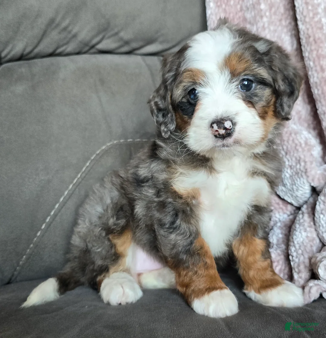 Mini Bernedoodle dogs for sale: Mini Izzy - Ad 14