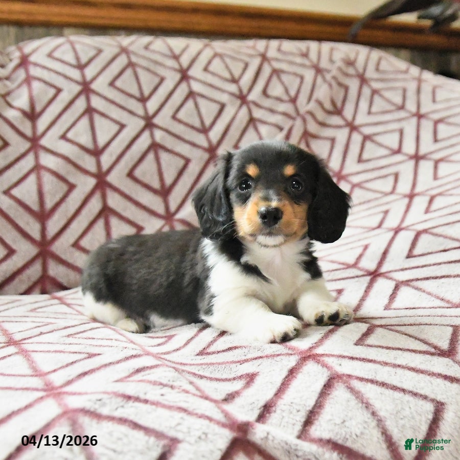 Miniature Dachshund dogs Daffodil - Ad 2