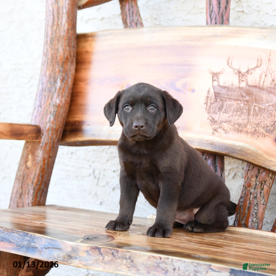 Labrador Retriever dogs Zephyr - Ad 35