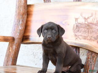 Labrador Retriever dogs Zephyr - Ad 35