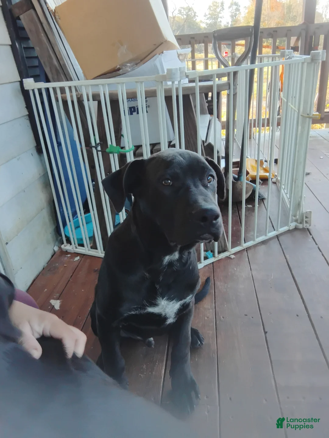 Mixed Breed dogs for sale: Shadow - Ad 1