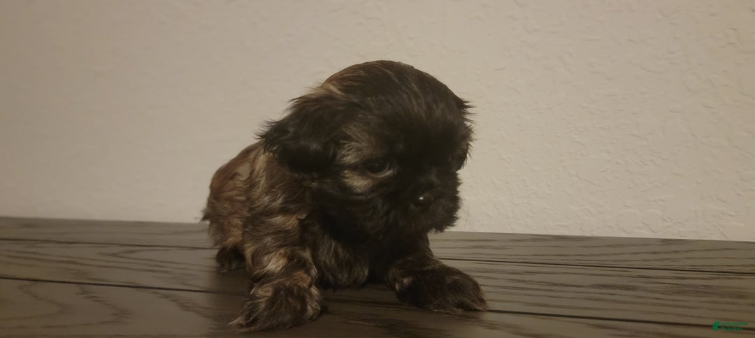 Shih Tzu dogs for sale: COOPER, Shih Tzu, Male, 10 weeks, AKC Champion Blood Line - Ad 12