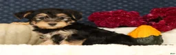 Yochon dogs for sale: Thomas - Ad 4