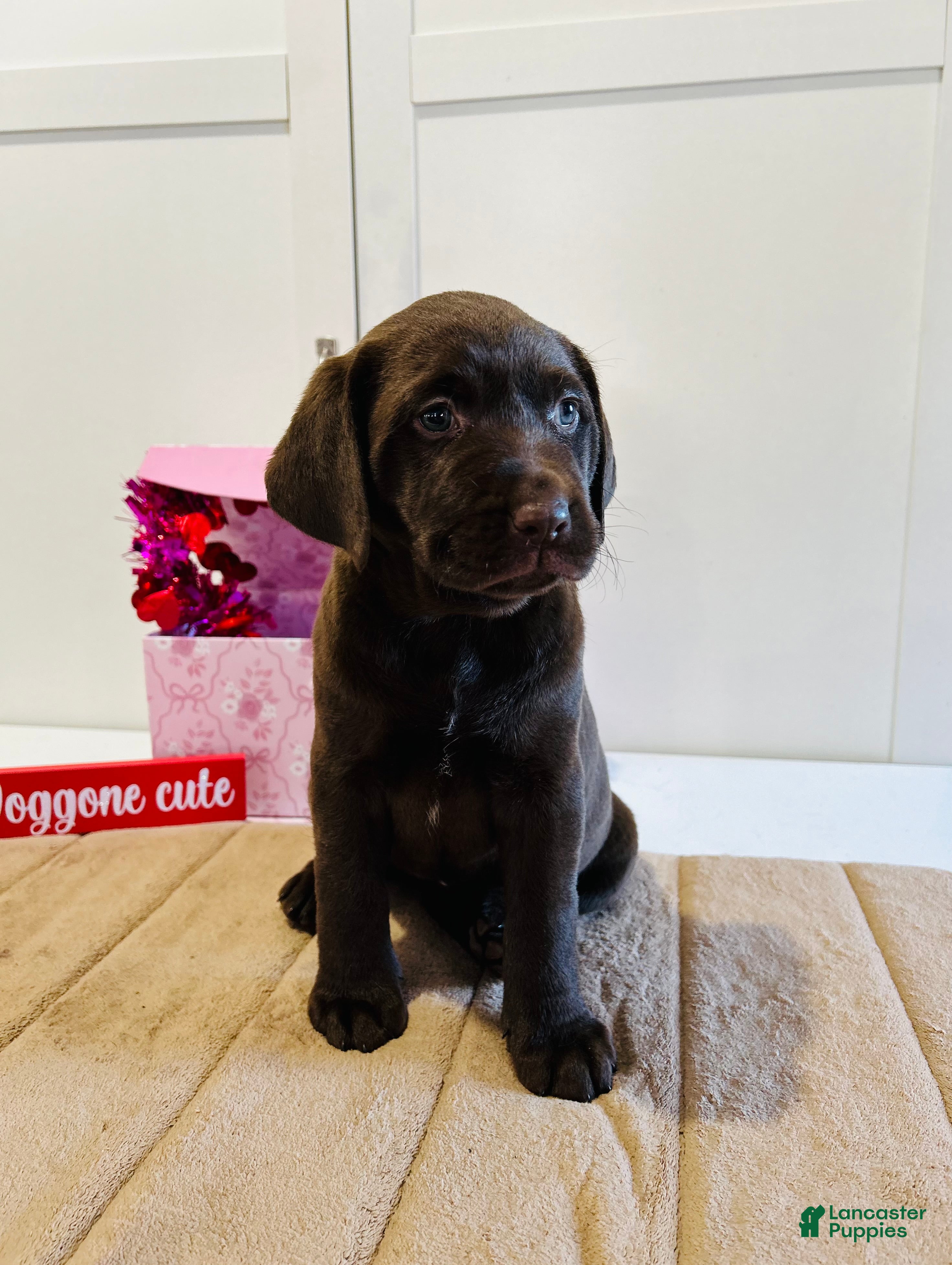 Labrador Retriever dogs Lucy - Ad 2