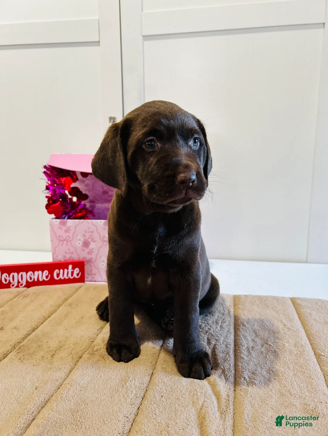 Labrador Retriever dogs for sale: Lucy - Ad 2