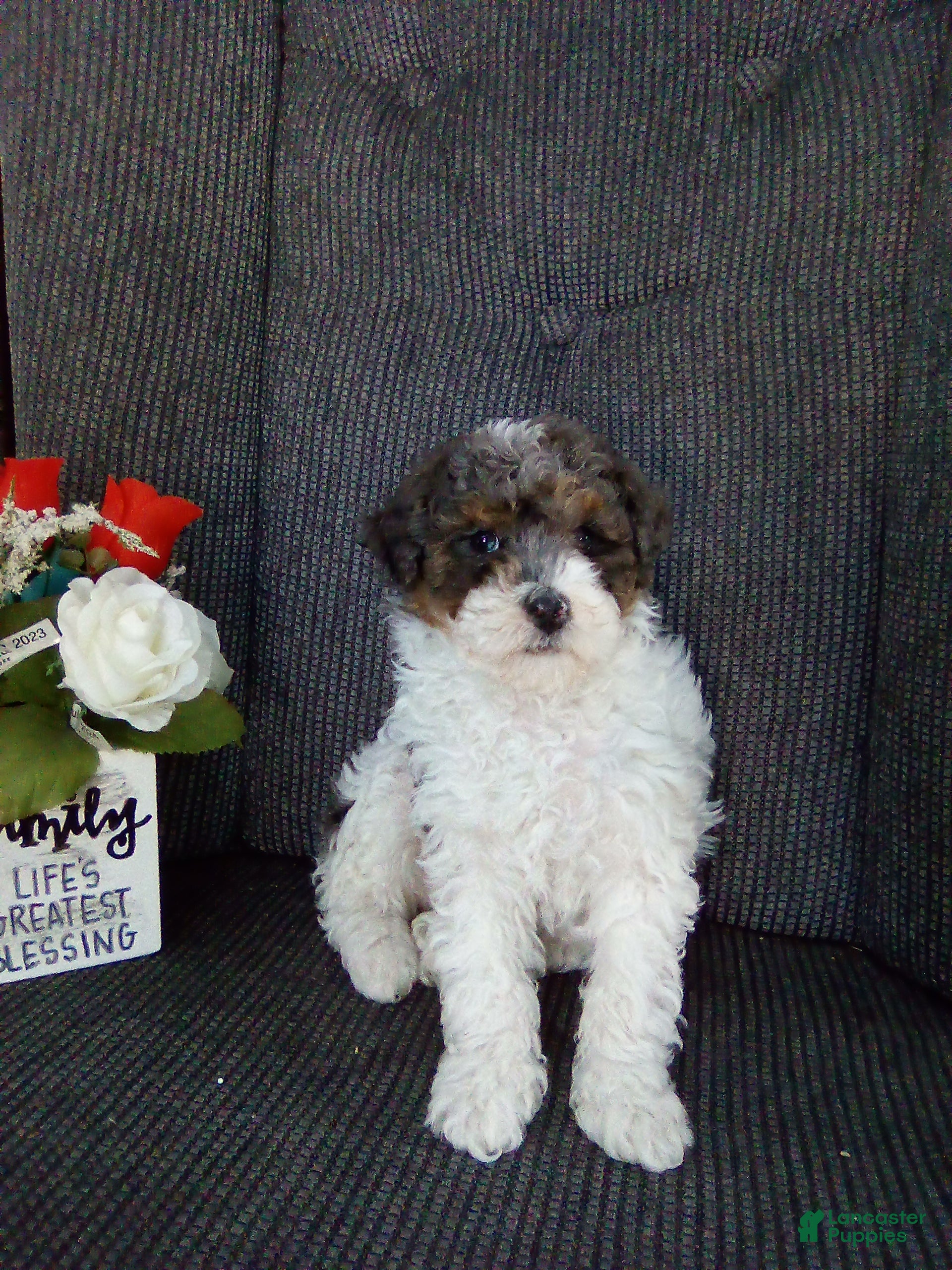 Toy Poodle dogs Emma - Ad 31