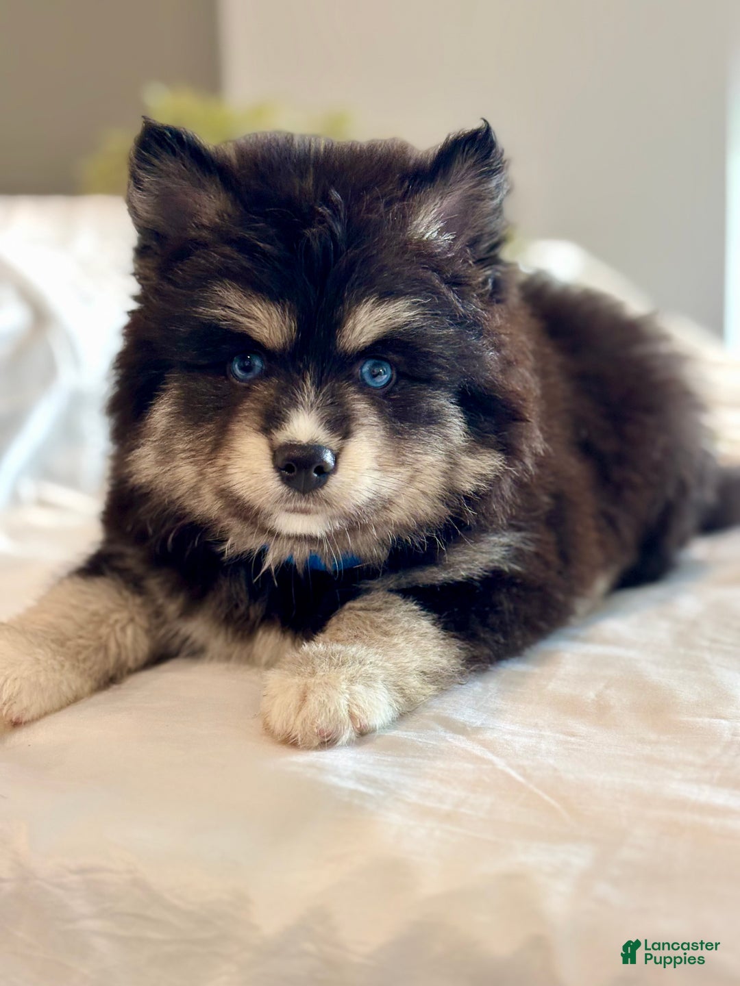 Pomsky dogs for sale: Flicker  Pomsky Puppy 2 - Ad 3