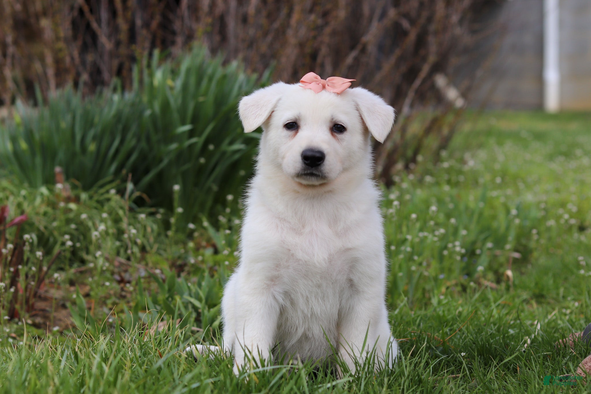 German Shepherd dogs Zoey - Ad 1