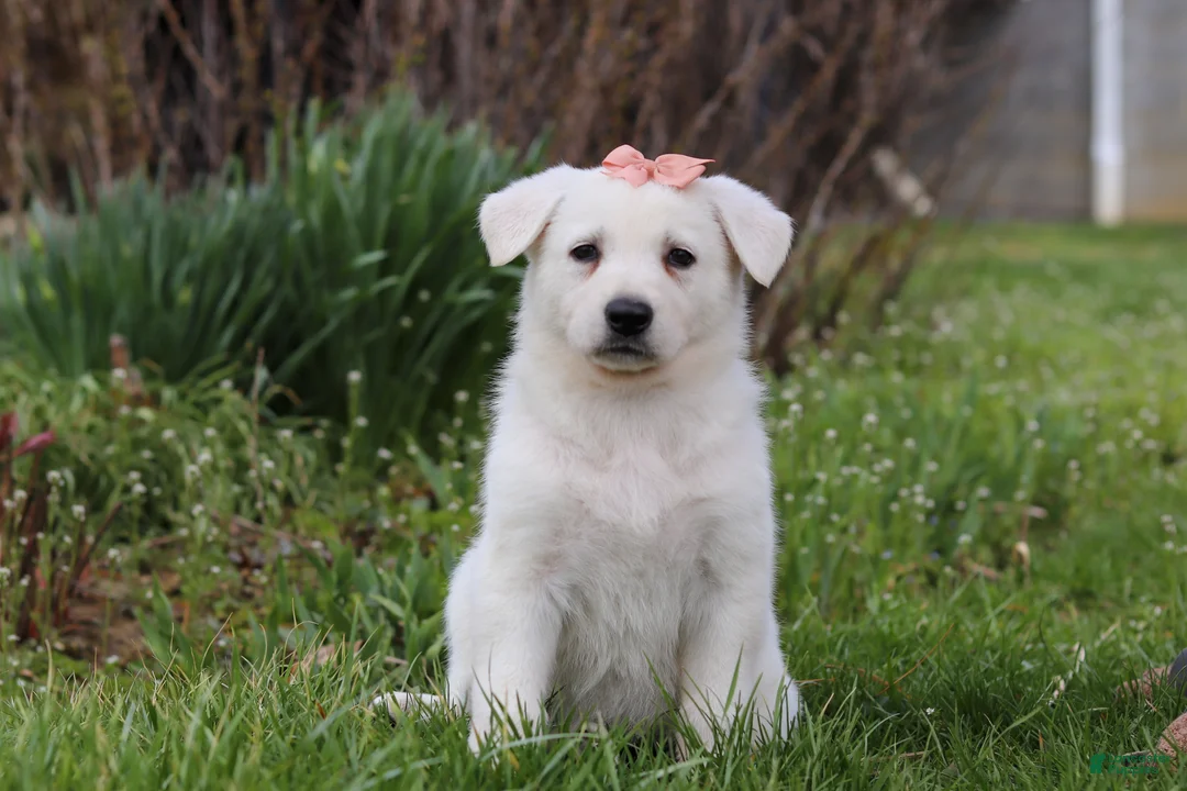 German Shepherd dogs for sale: Zoey - Ad 1