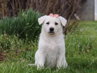 German Shepherd dogs for sale: Zoey - Ad 2