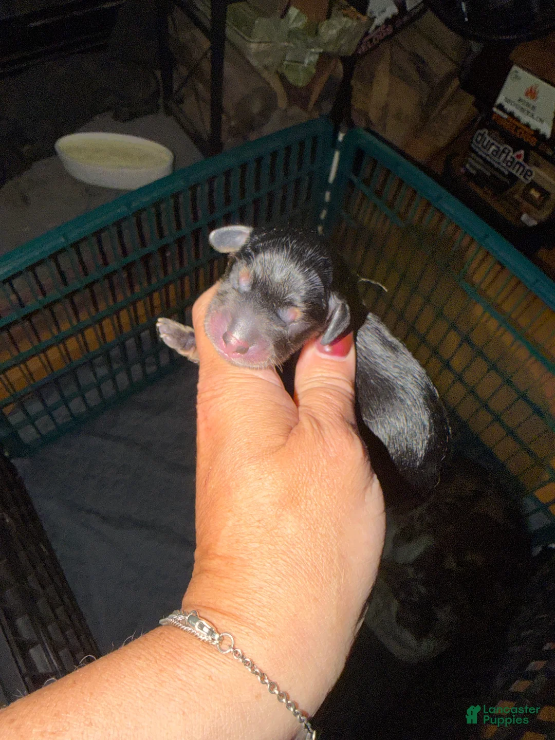 Miniature Dachshund dogs for sale: AKC Russian Black & Tan - Ad 1