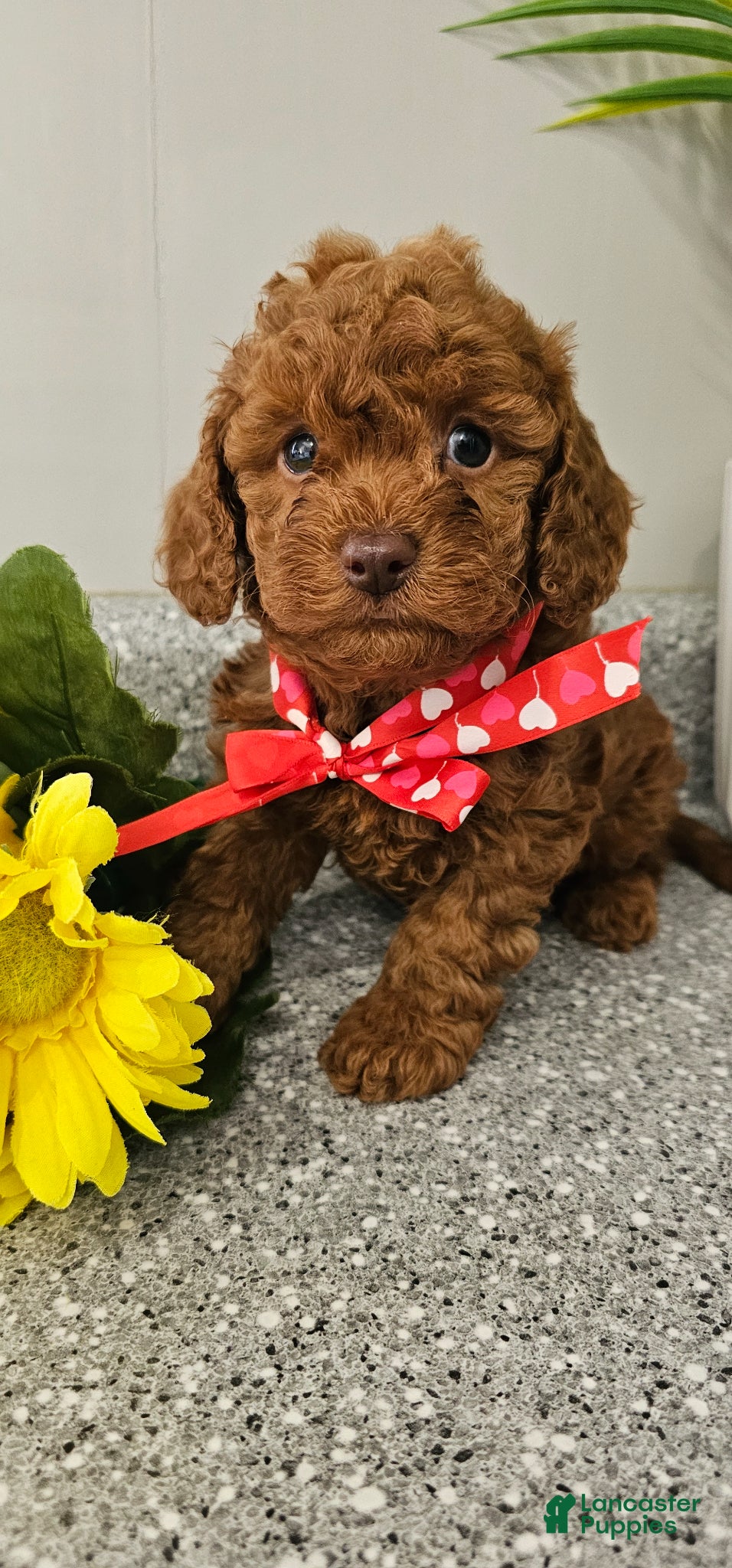 Cavapoo dogs Charming Chester - Ad 1