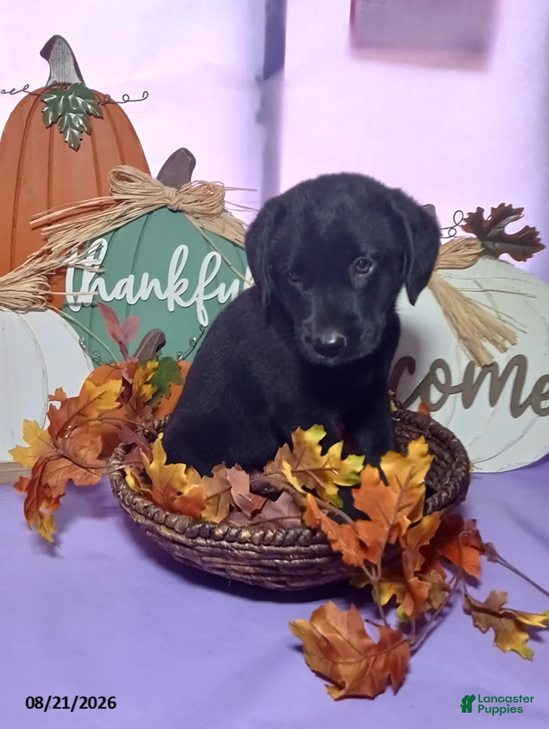Mixed Breed dogs for sale: Brady - Ad 4