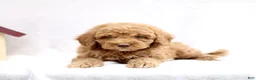 Mini Goldendoodle dogs for sale: Lexi  - Ad 3