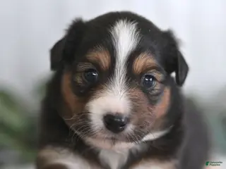 Miniature Australian Shepherd dogs Gerald - Ad 20