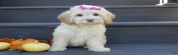 Cockapoo dogs for sale: Trixie - Ad 5