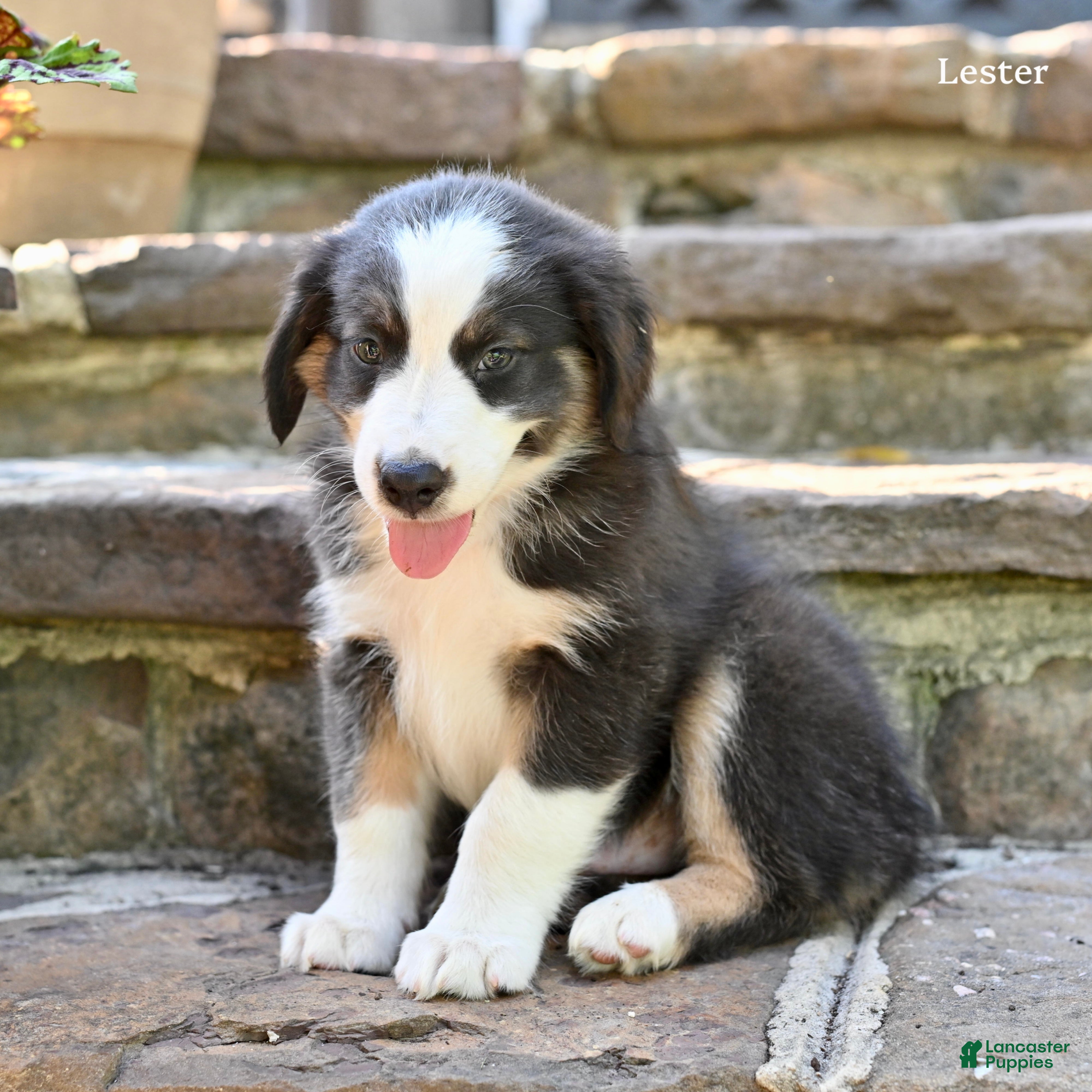 Australian Shepherd dogs for sale: Lester - Ad 2