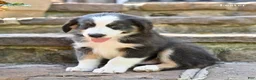 Australian Shepherd dogs for sale: Lester - Ad 1