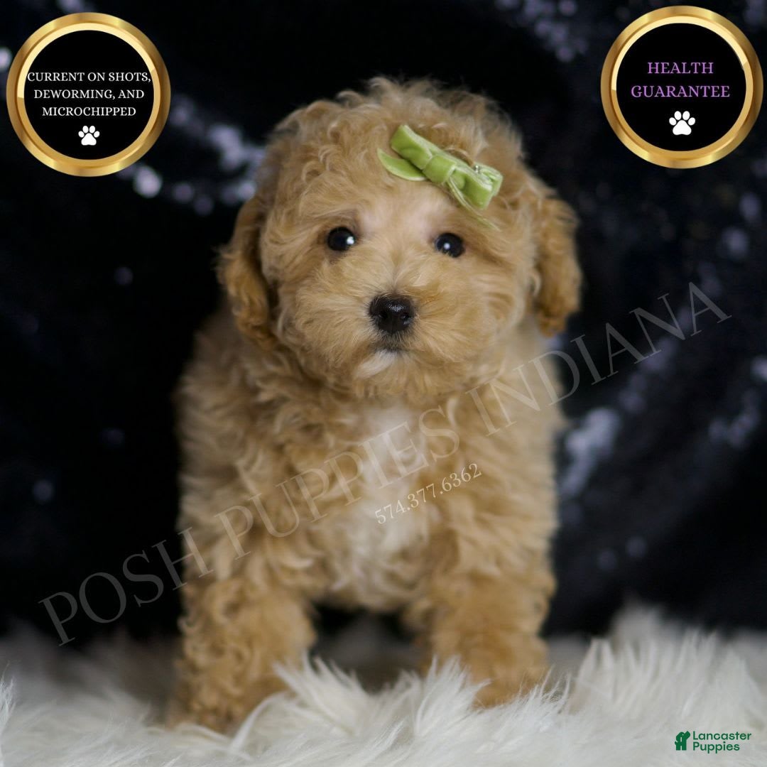 Maltipoo Puppies for sale in Parma, Ohio Lancaster Puppies