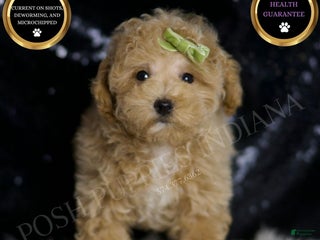 Maltipoo dogs - Ad 4