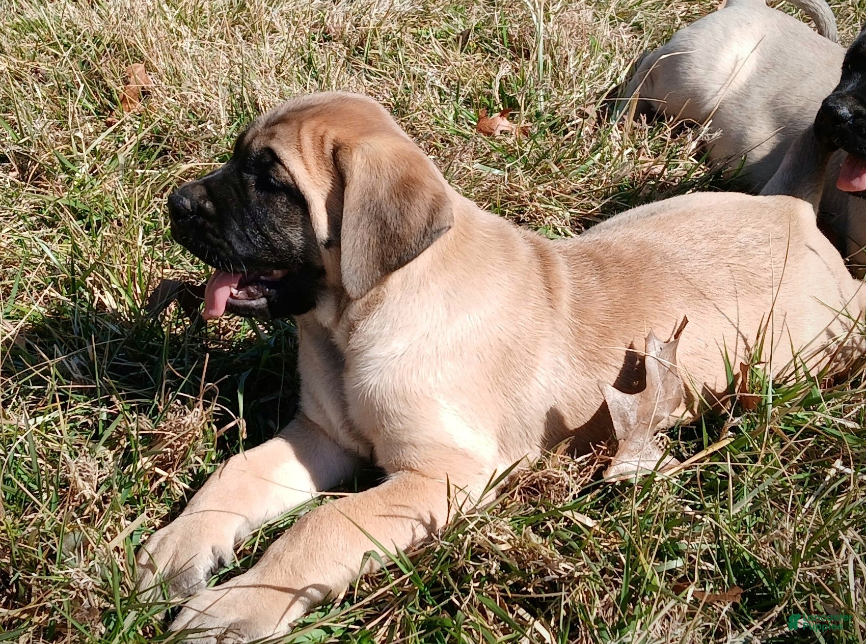English Mastiff dogs English Mastiff Puppy 2 - Ad 1