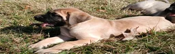 English Mastiff dogs for sale: English Mastiff Puppy 2 - Ad 1