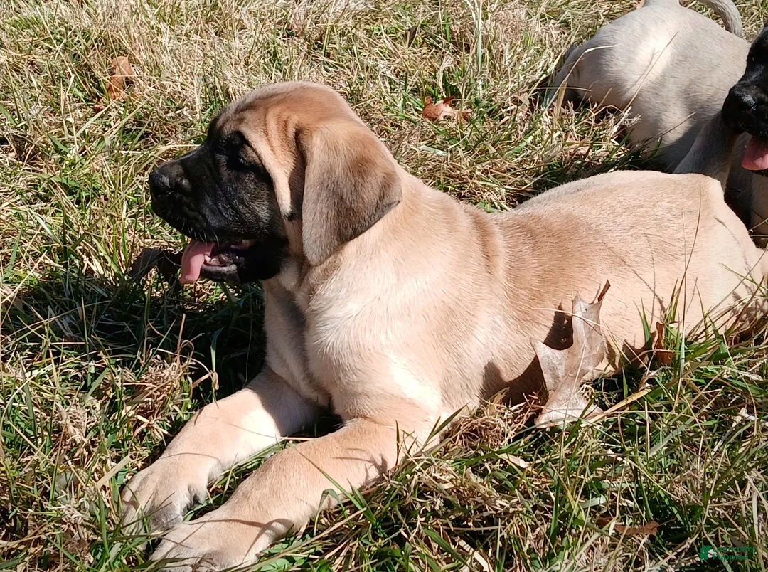 English Mastiff dogs for sale: English Mastiff Puppy 2 - Ad 1