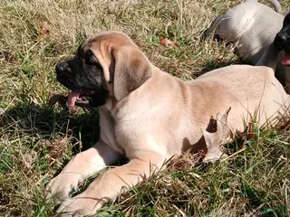 English Mastiff dogs for sale: English Mastiff Puppy 2 - Ad 1
