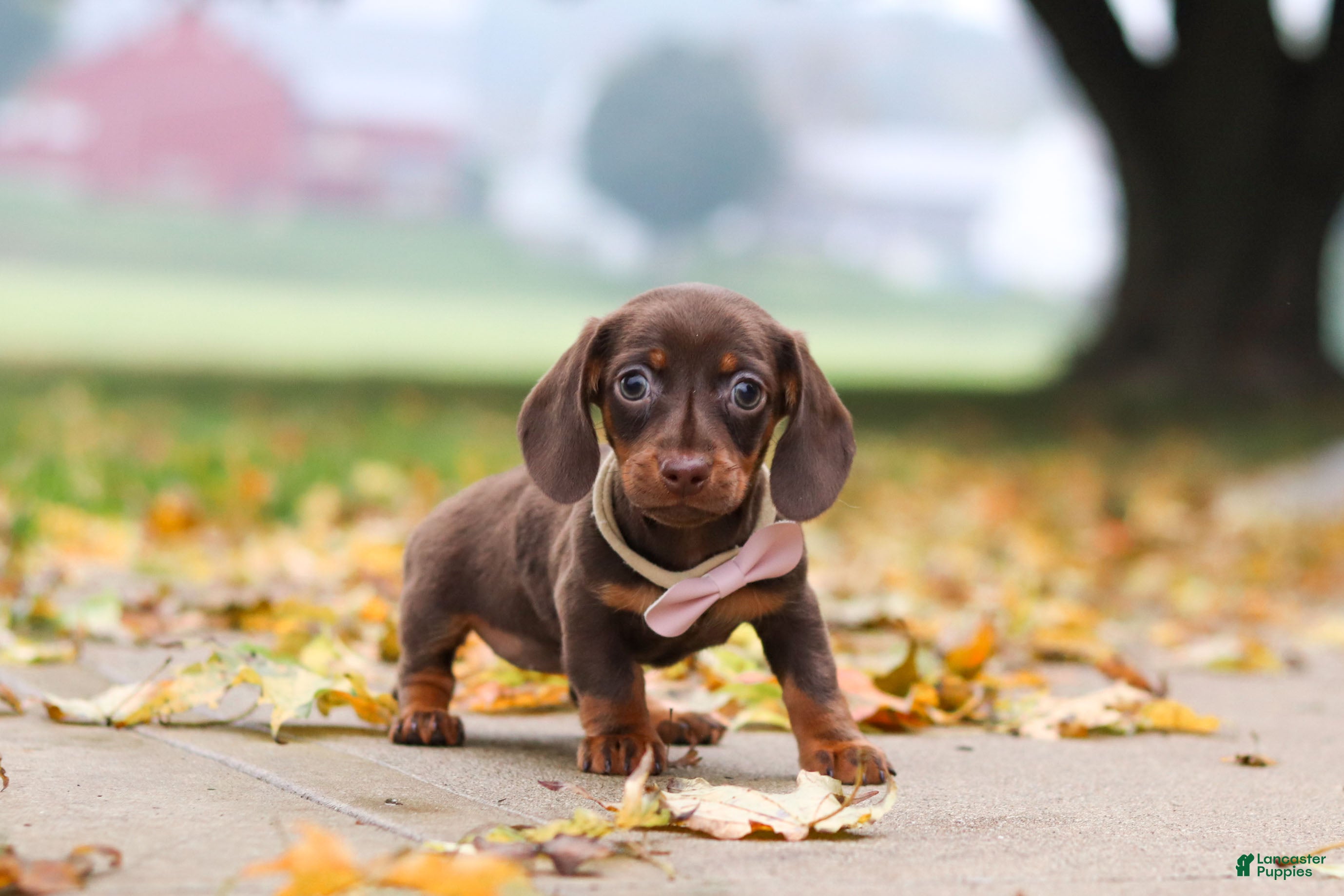 Miniature Dachshund dogs Lilly - Ad 1
