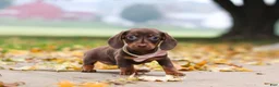 Miniature Dachshund dogs for sale: Lilly - Ad 1