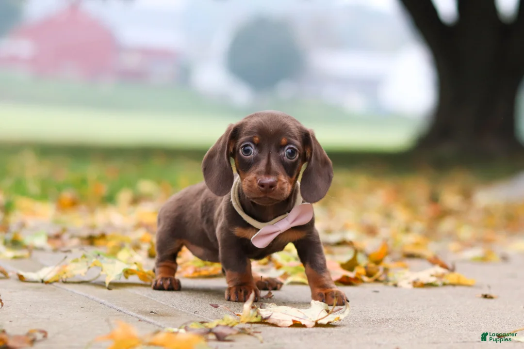 Miniature Dachshund dogs for sale: Lilly - Ad 1