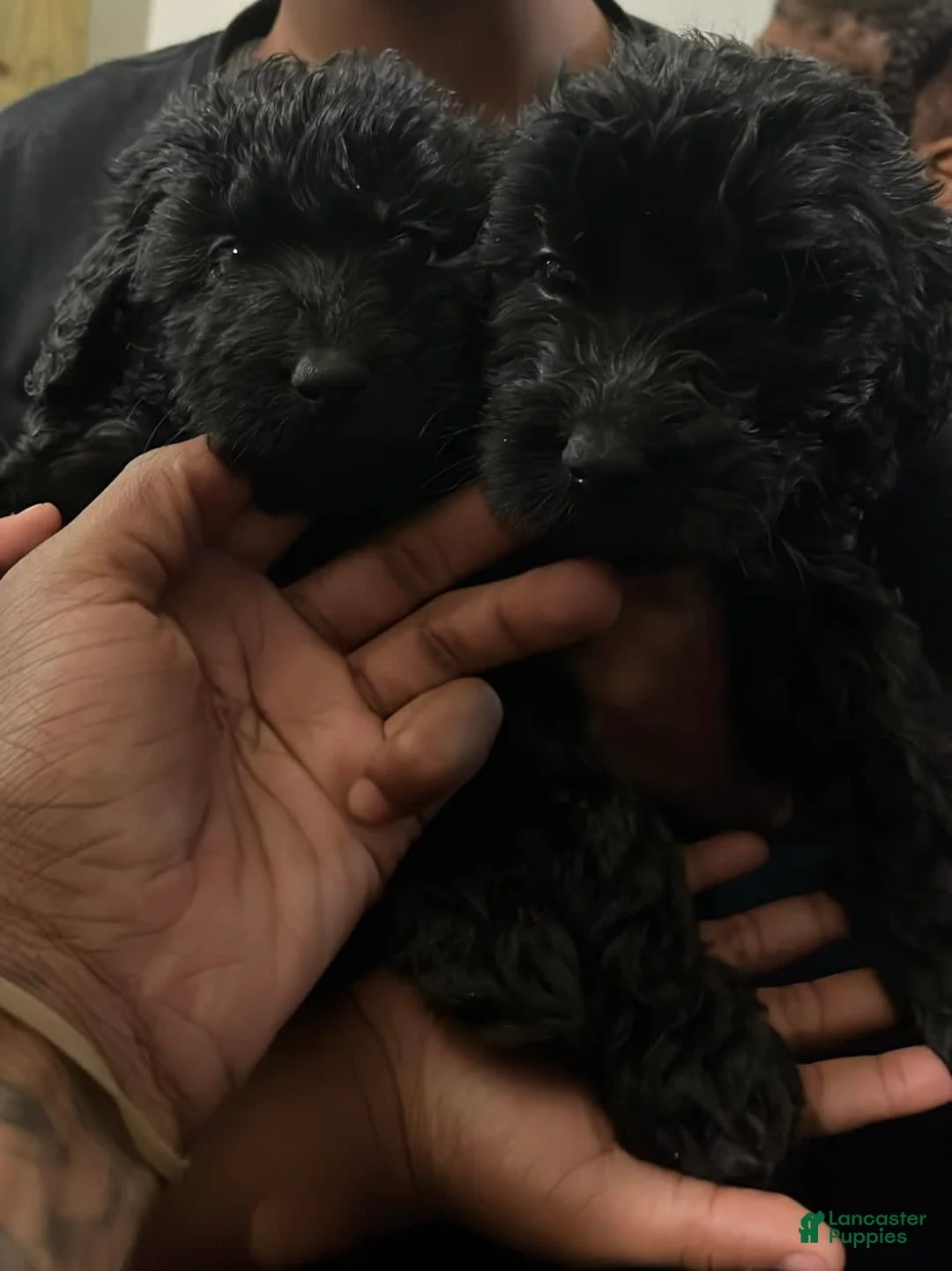 Gallery Image {{count}}