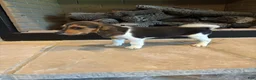 Beagle dogs for sale: Clover - Ad 6