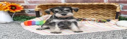 Miniature Schnauzer dogs for sale: Esme - Ad 2