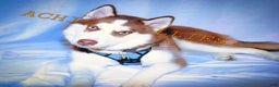 Siberian Husky dogs for stud: STUD: Achilles - Ad 3