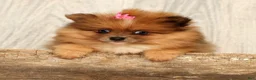 Pomeranian dogs for sale: Happy - Ad 5