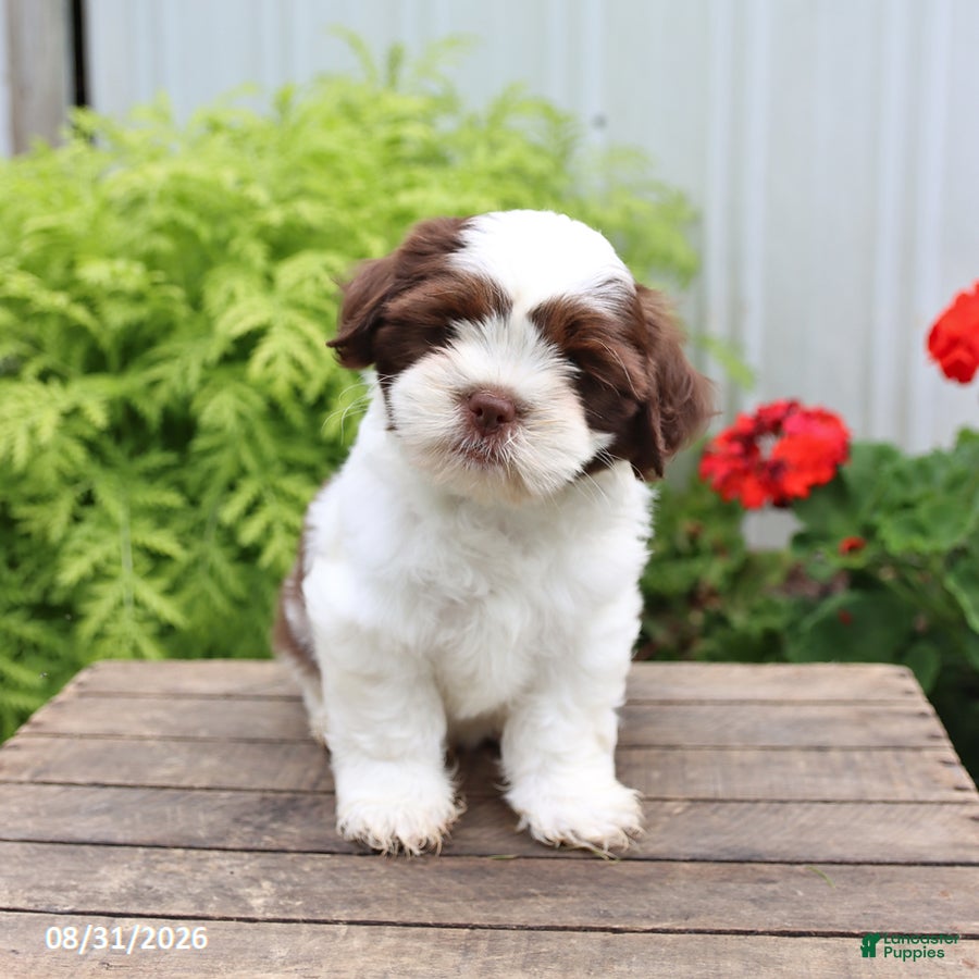 Shih Tzu dogs for sale: Teddy - Ad 1