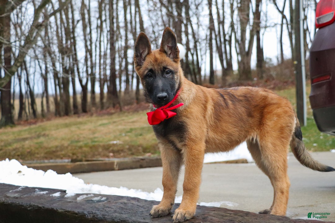 Belgian Malinois dogs for sale: Angel - Ad 3