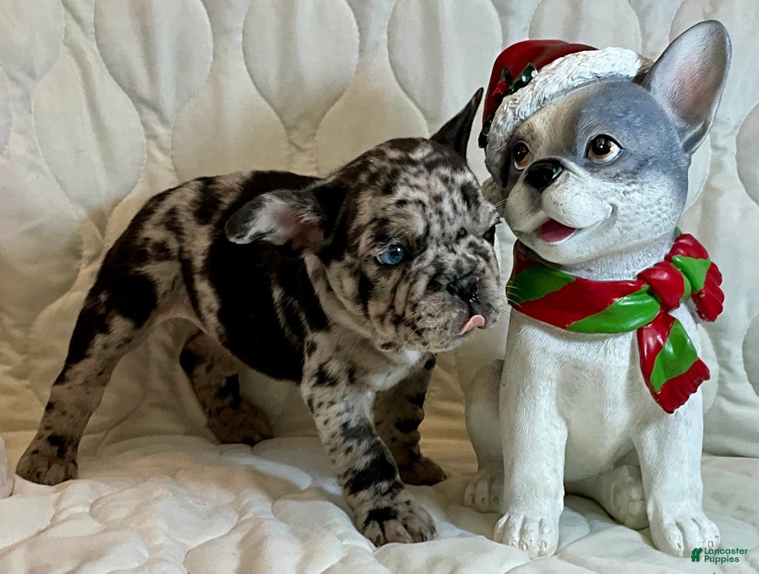 French Bulldog dogs for sale: Shell - Ad 5