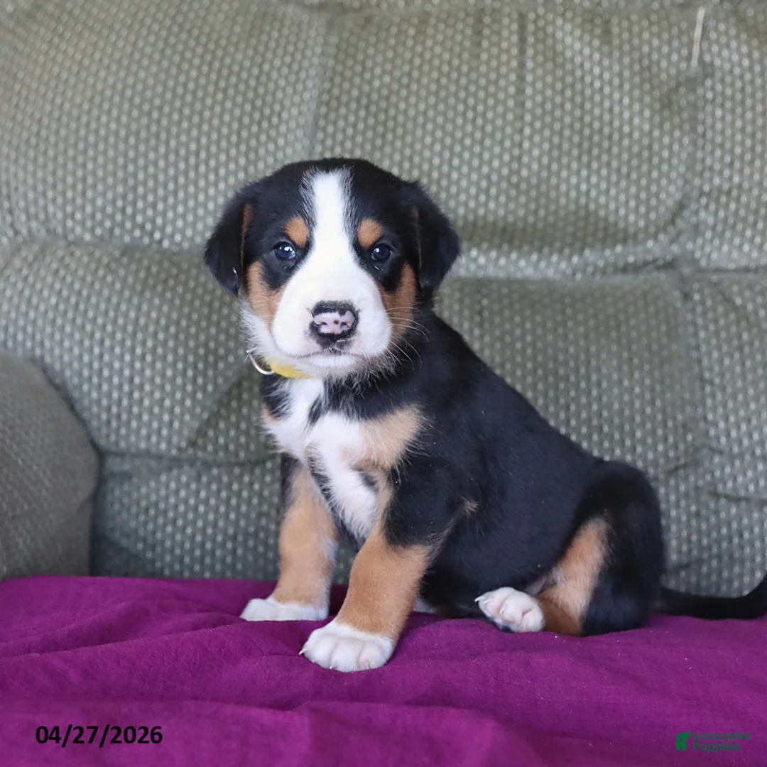 Greater Swiss Mountain Dog dogs for sale: Cooper - Ad 2