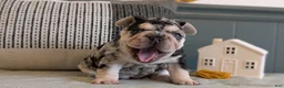 French Bulldog dogs for sale: River - Ad 6