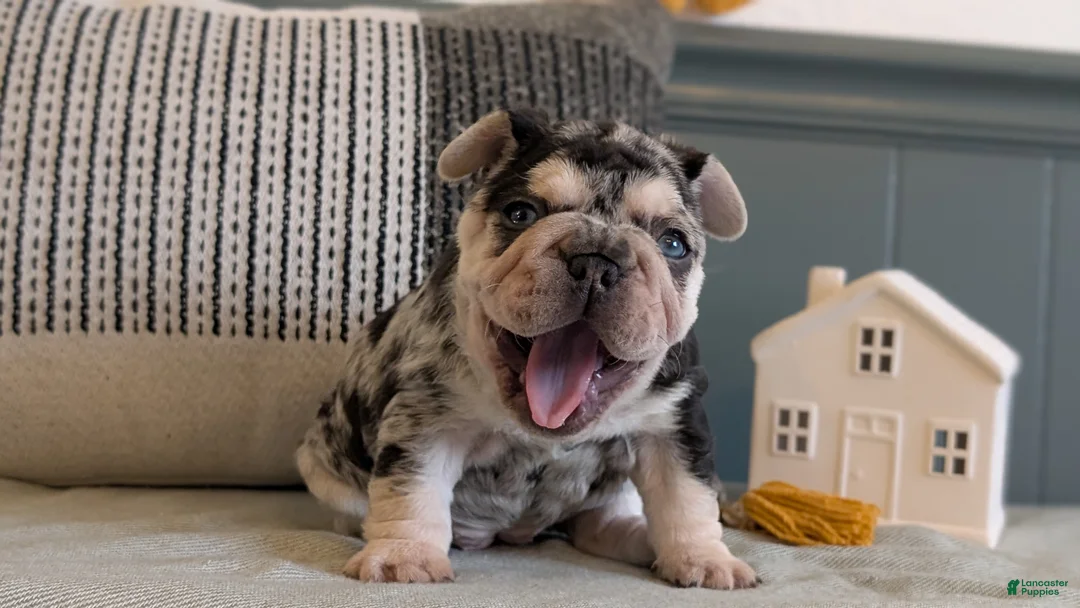 French Bulldog dogs for sale: River - Ad 6
